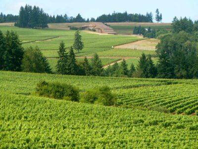 GMO canola willamette valley