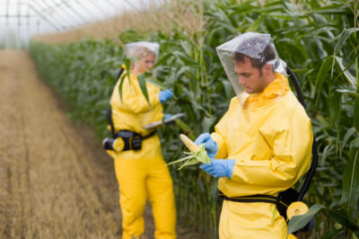 genetically modified crops