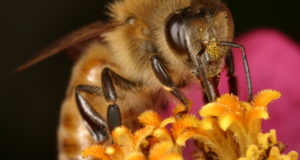Small Win For Bees: EPA Issues New Pesticide Labels