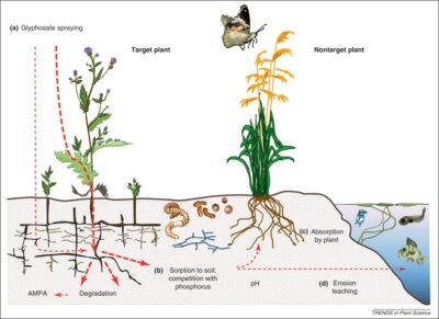 glyphosate