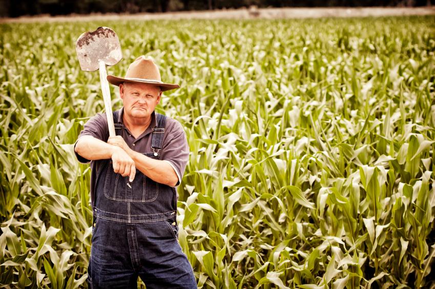 gmo corn