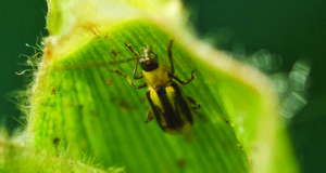 Fears Confirmed: Rootworms Grow Resistant To GMO Corn In Illinois Fields