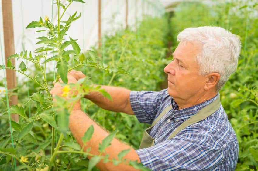 greenhouse tomato plants