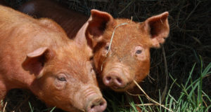 Hog Farming The Homesteading Way With Heritage Pigs