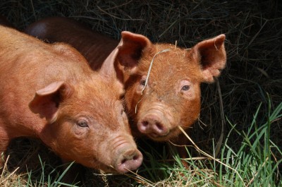 heritage pigs