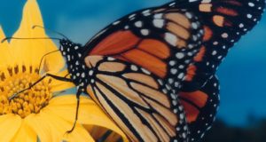 What Is Causing The Decline In Monarch Butterflies?