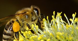 BANNED: Bee-Killing Pesticides Prohibited For 2 Years In Europe
