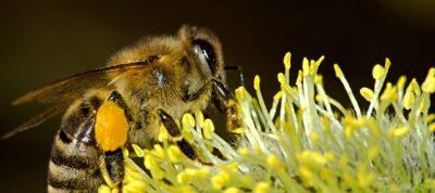 neonicotinoids bees