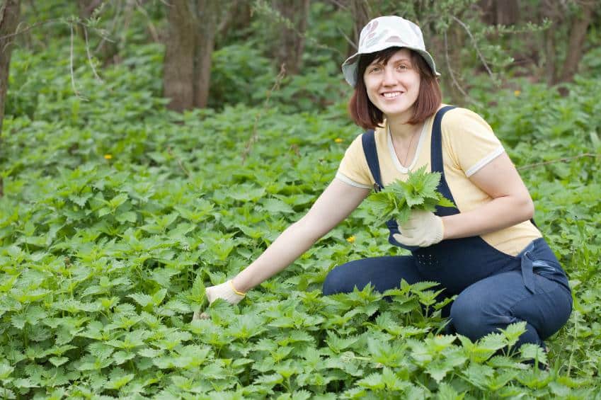 nettles for herbal health