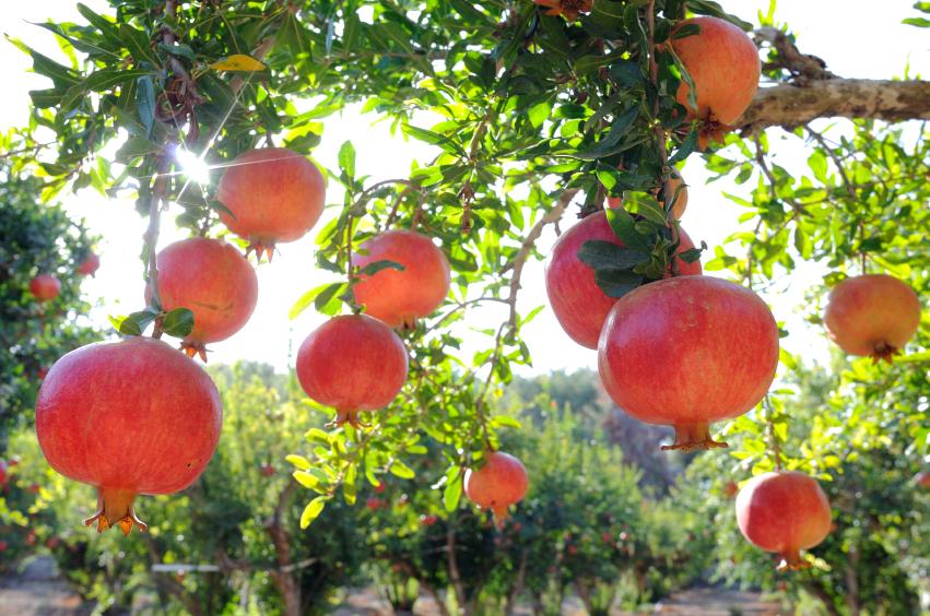 pomegranates