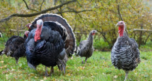 Everything You Must Know Before Adding Turkeys To Your Homestead
