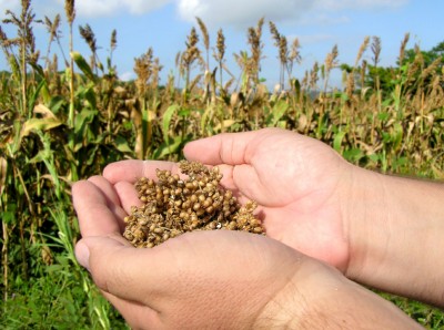 sorghum