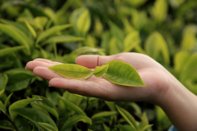 tea tree oil leaves