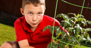 How To Rid Your Tomato Plants Of Common Problems
