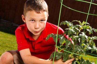 tomato plant common problems