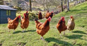 FDA Proposal Could Close Organic Free-Range Chicken Farms