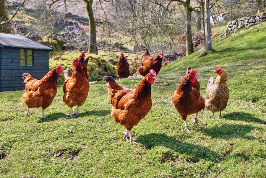 FDA indoor chickens