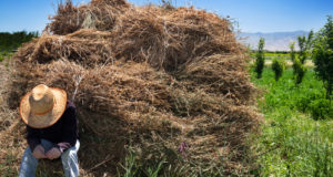 Confirmed: Unwanted GMO Alfalfa Found On Washington Farm