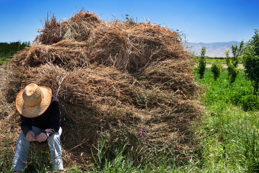 GMO alfalfa