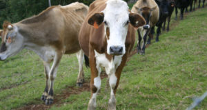 Everything You Need To Know To Raise Dairy Cattle On The Homestead