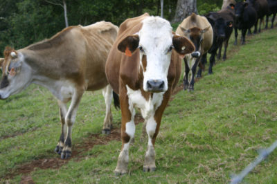 Guernsey Dairy Cows