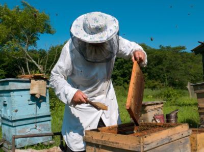 beekeeper harvest honey