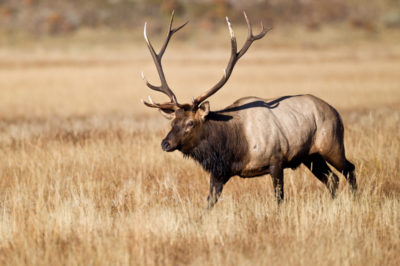 Tips For Beginning Big Game Hunting bull elk