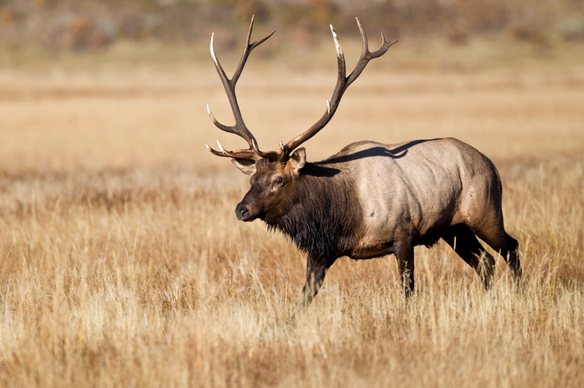 hunting big game bull elk