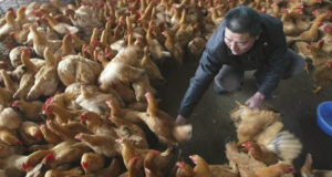 ‘Made In China’ Chicken To Be Sold In US – With No Label