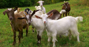 Why Dairy Goats Are Cheaper And More Practical Than Dairy Cows