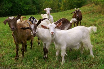 dairy goats