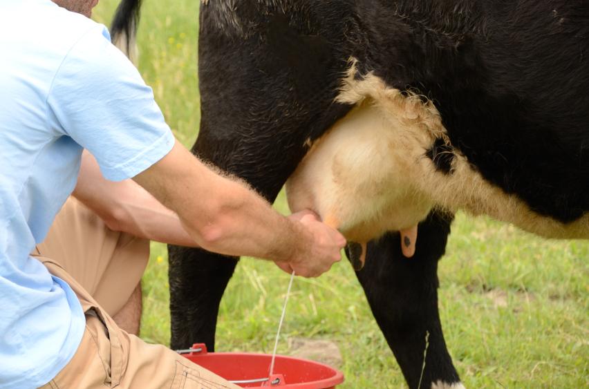 farmer milking cow