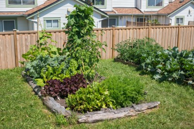 garden on budget