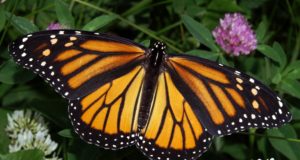 GMO Fallout: Monarch Butterfly Population At All-Time Low