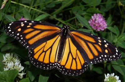 monarch butterfly population danger