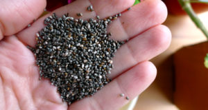 3 Must-Have Seeds To Store For Emergencies