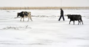 Caring for Dairy Cows During Cold Winter Months