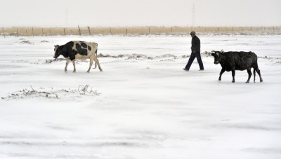 Dairy Cows Winter