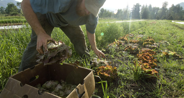 FDA rules organic farm