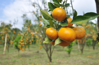 GMO oranges