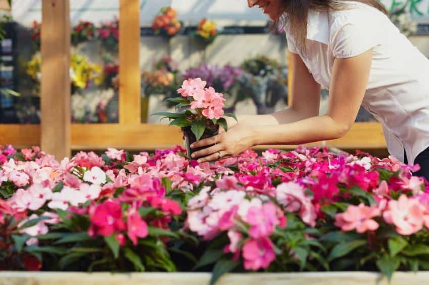 Potted plants winter