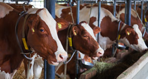 Congress Does Nothing To Restrict Use Of Harmful Antibiotics In Livestock