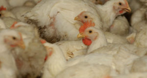 Chicken Plant Practices Blamed For Antibiotic-Resistant Salmonella
