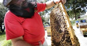 Florida Beekeepers, Citrus Growers Battle Over Pesticides