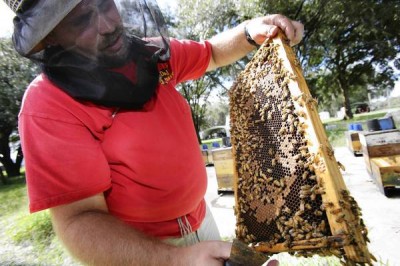 florida beekeeper