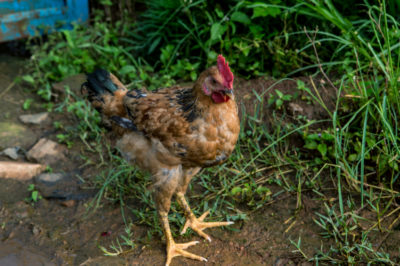 foraging chicken