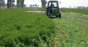 Farmer With GMO Alfalfa Claims USDA Is Protecting Monsanto