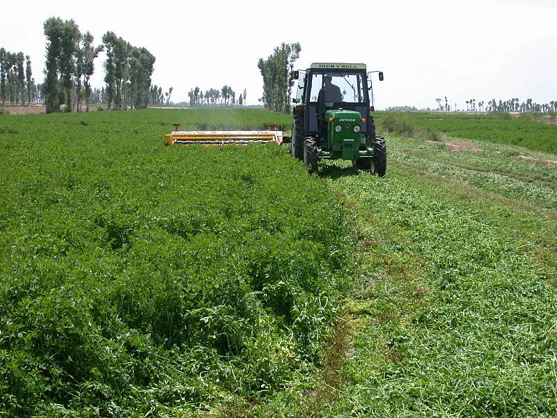 gmo alfalfa usda