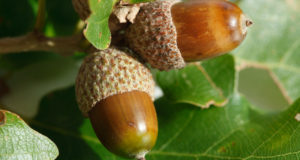 The Natural Healing Power Of Oak Trees And Acorns
