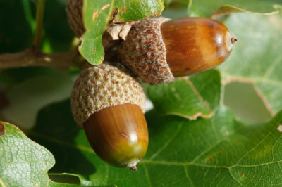 healing of oak tree and acorns